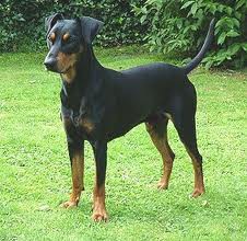 Pinscher Alemão